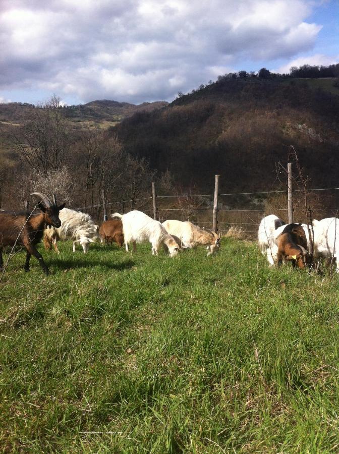 Agriturismo Il Covo Del Solengo Vila Valtopina Exterior foto